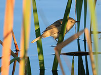 Australian Reed Warbler
